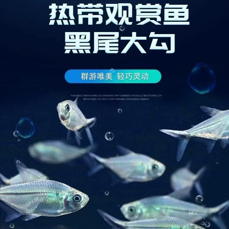【黑尾大勾】群游观赏鱼草缸小型活体热带淡水鱼红大勾扯旗灯科混养