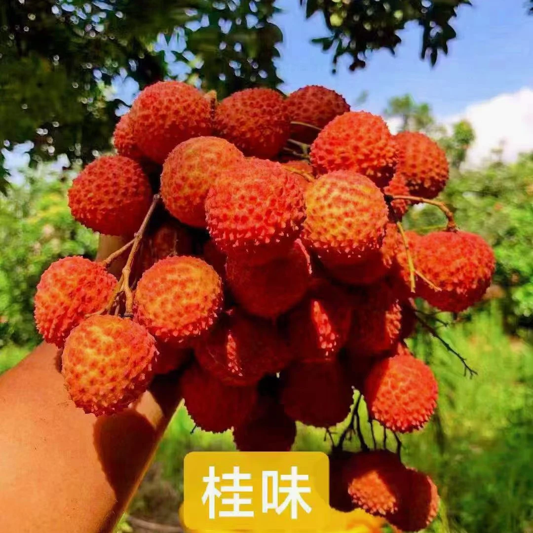 广东精选老树桂味荔枝现摘顺丰京东冷链运输带桂花香纯甜