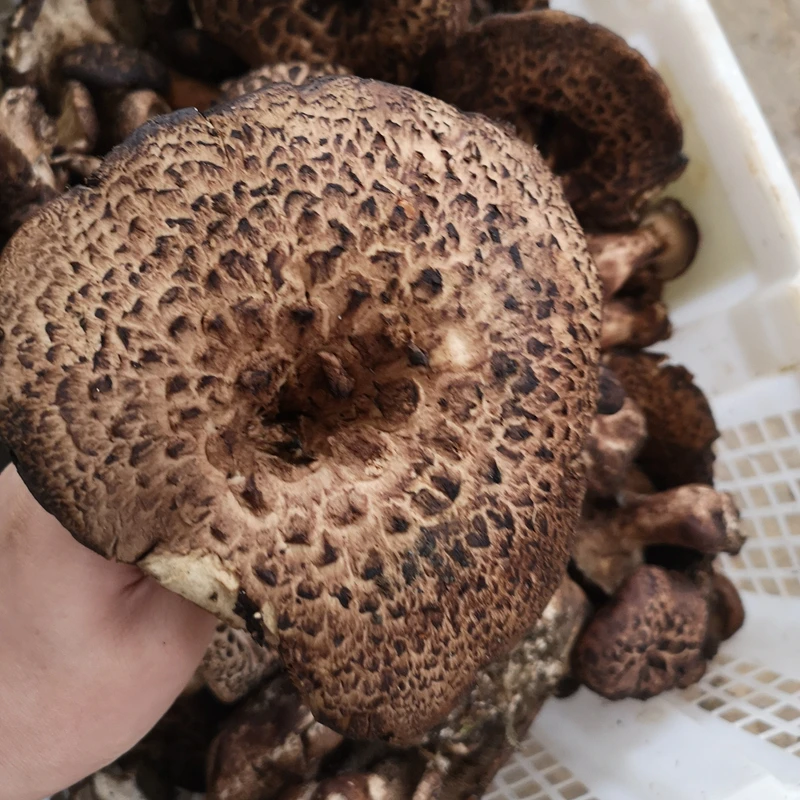 藏区野生新鲜虎掌菌 净含量500g/1000（5-10公分）