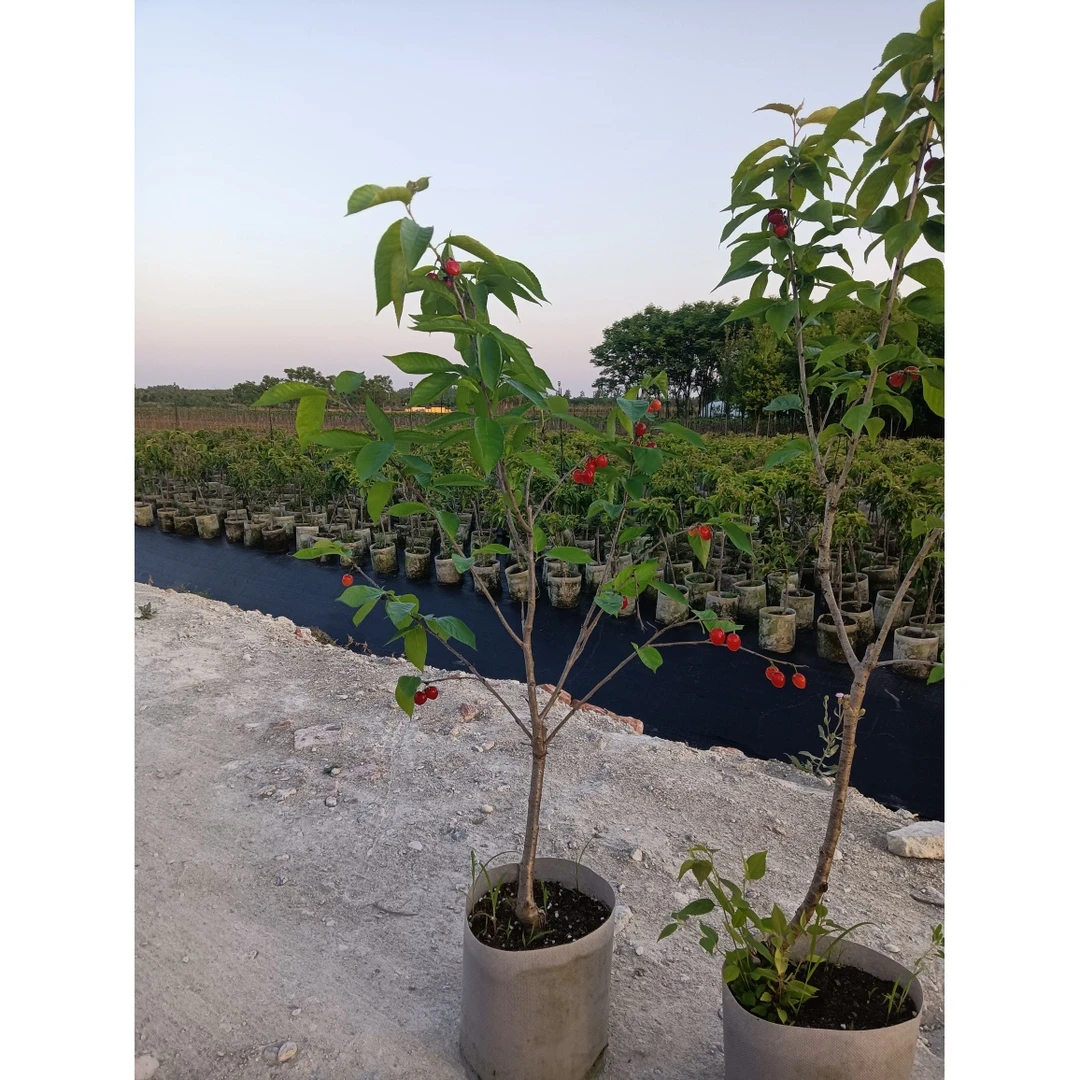 一物一拍链接 苗木庭院种植