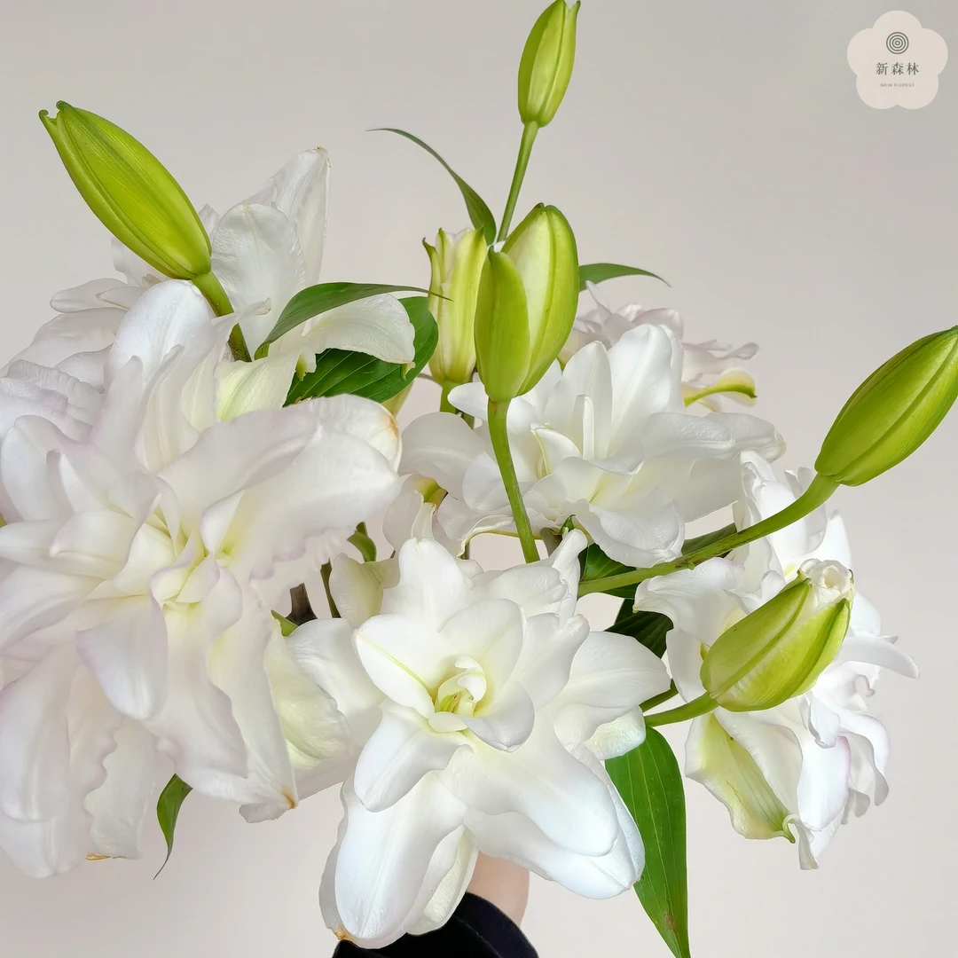【冰美人】重瓣百合鲜花云南直发直批昆明斗南花市水养插花新鲜