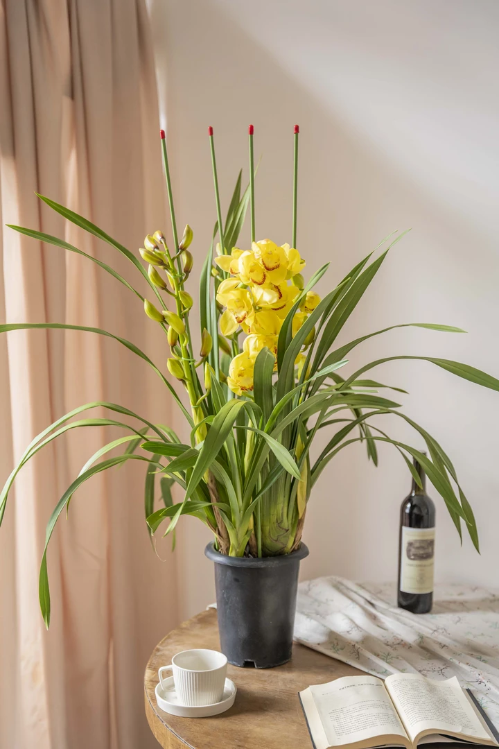 【大花惠兰】（0度以下拍保温棉）单独发货，不参与凑单活动，云南基地