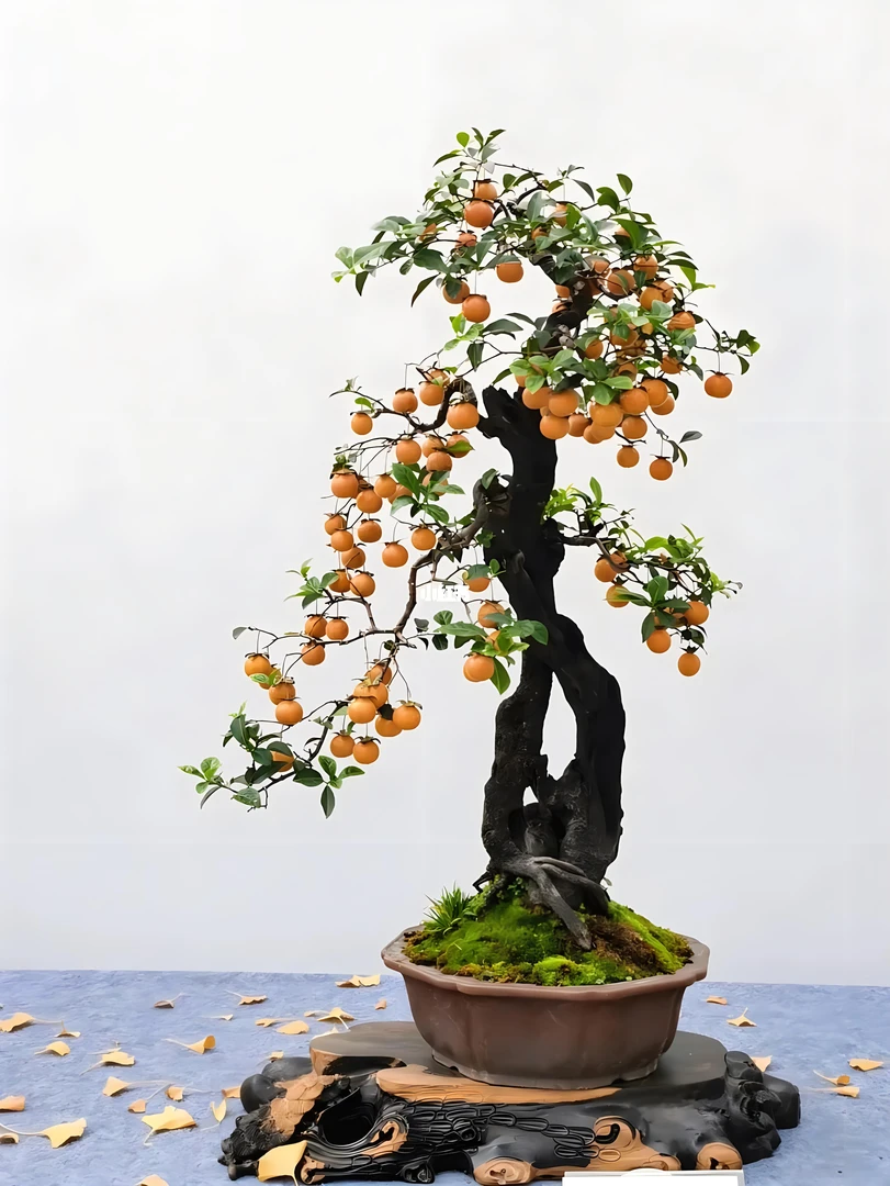 金弹子盆景乌柿盆栽瓶兰花庭院装饰,金弹子树种植现货随机发货