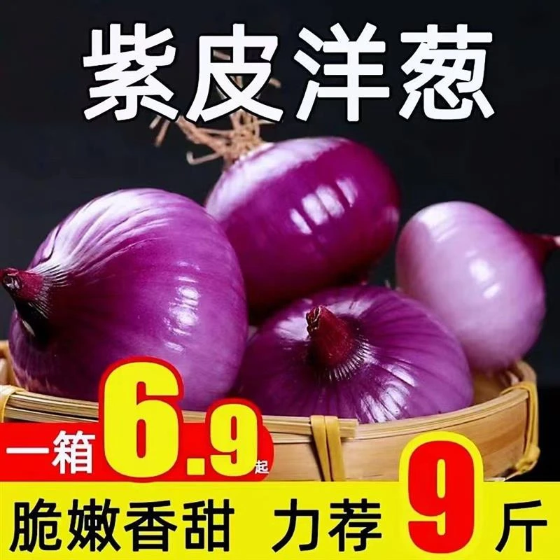 【正果园】新鲜当季紫皮洋葱园洋葱农家自种洋葱天然食用饱满微辣