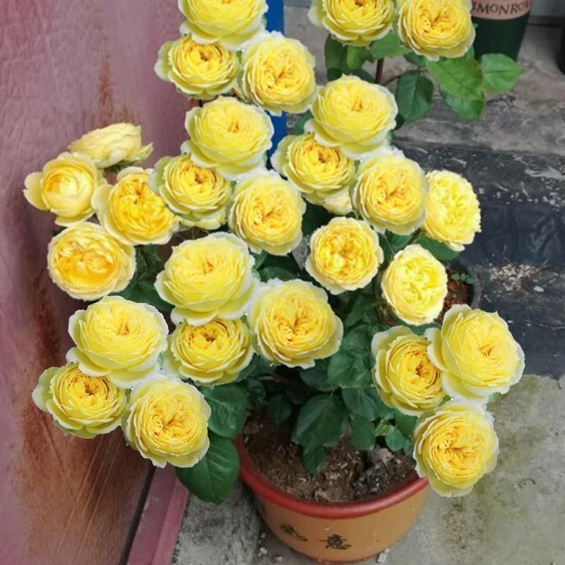 凯特琳娜 月季多头切花月季玫瑰耐开耐晒四季开勤花开花