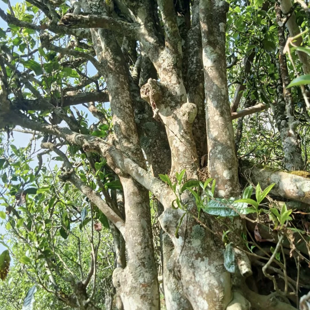 岩子头2023年古树茶500克尾春口粮茶