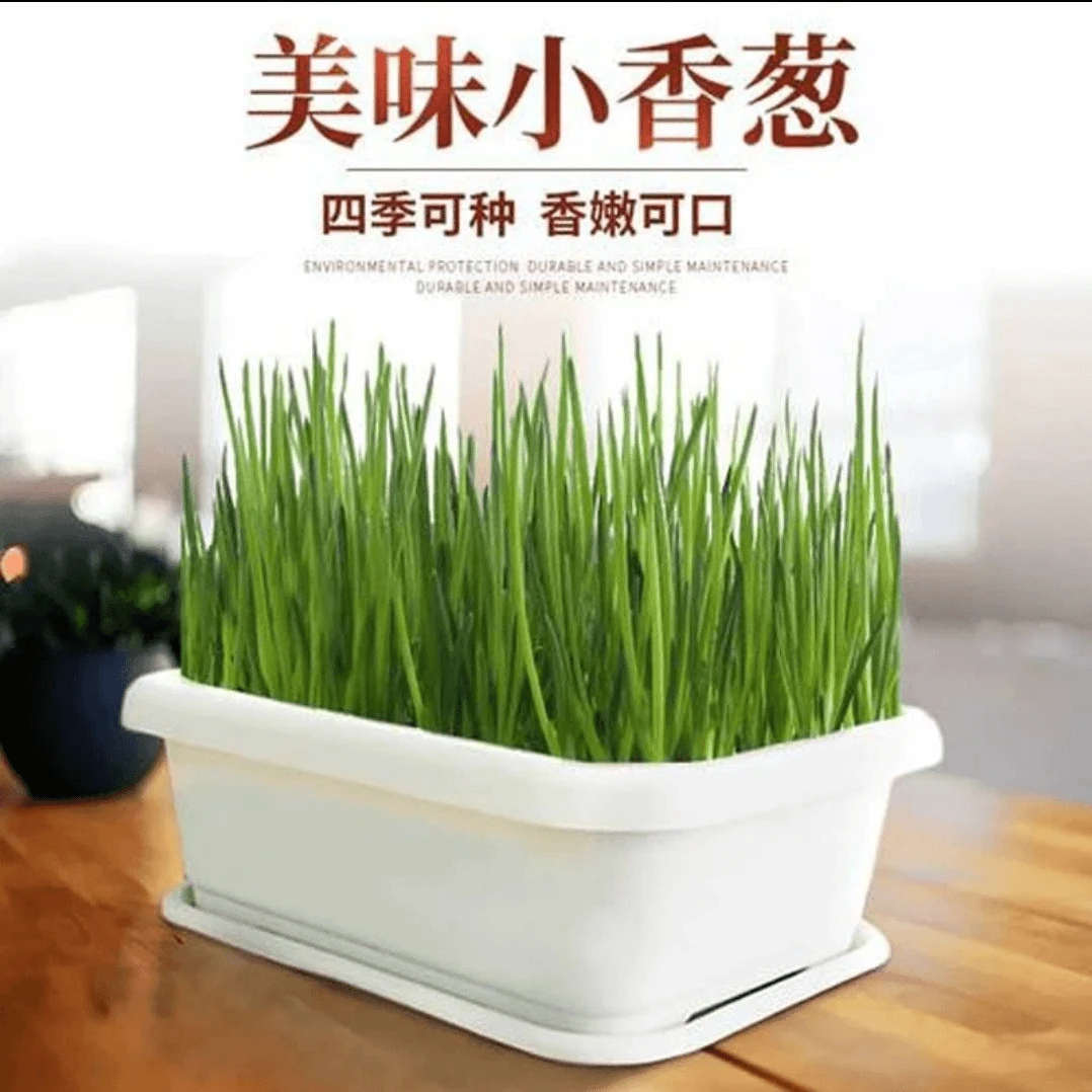 四季小香葱籽种子四季易种小葱种子阳台室内盆栽葱种植家庭菜种植