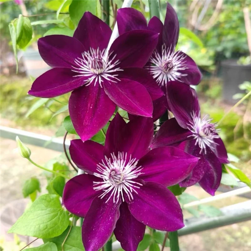 【令荒】铁线莲重瓣爬藤带花苗攀援庭院花卉盆栽地栽观花植物室内