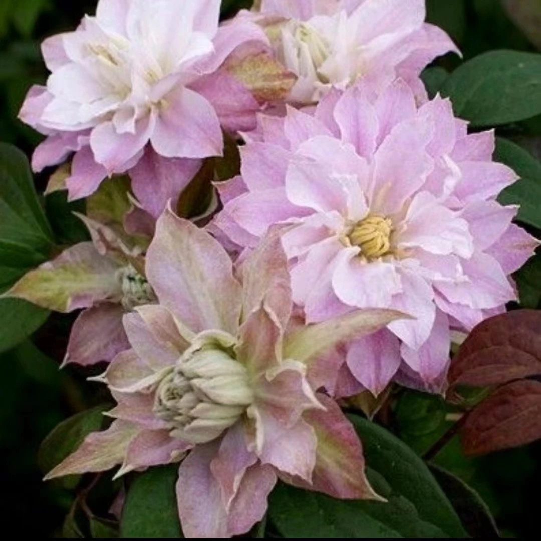 【舞笑】线莲重瓣爬藤带花苗攀援庭院花卉盆栽地栽观花植物室