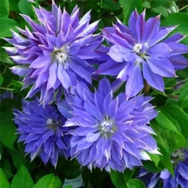 【天盐】铁线莲重瓣爬藤带花苗攀援庭院花卉盆栽地栽观花植物室内