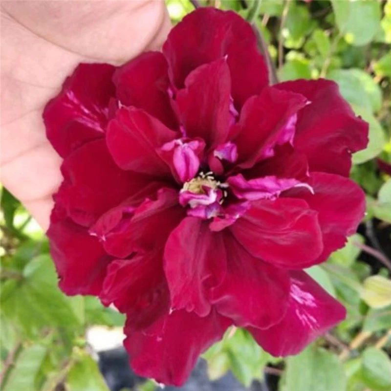 【一加仑夏尔曼】铁线莲重瓣爬藤花苗攀援庭院花卉盆栽地栽观花植物