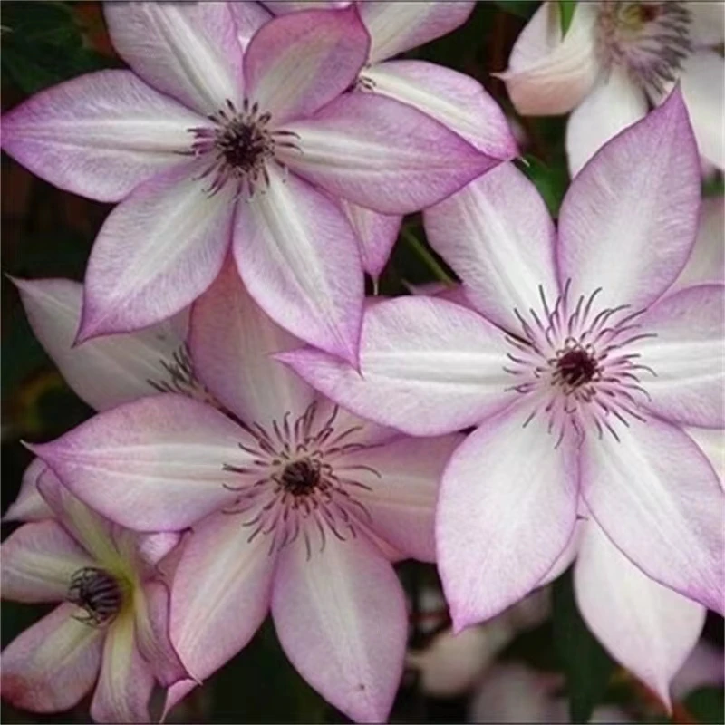 F系四季重瓣铁线莲爬藤植物花苗藤本庭院花卉盆栽地栽观花耐寒