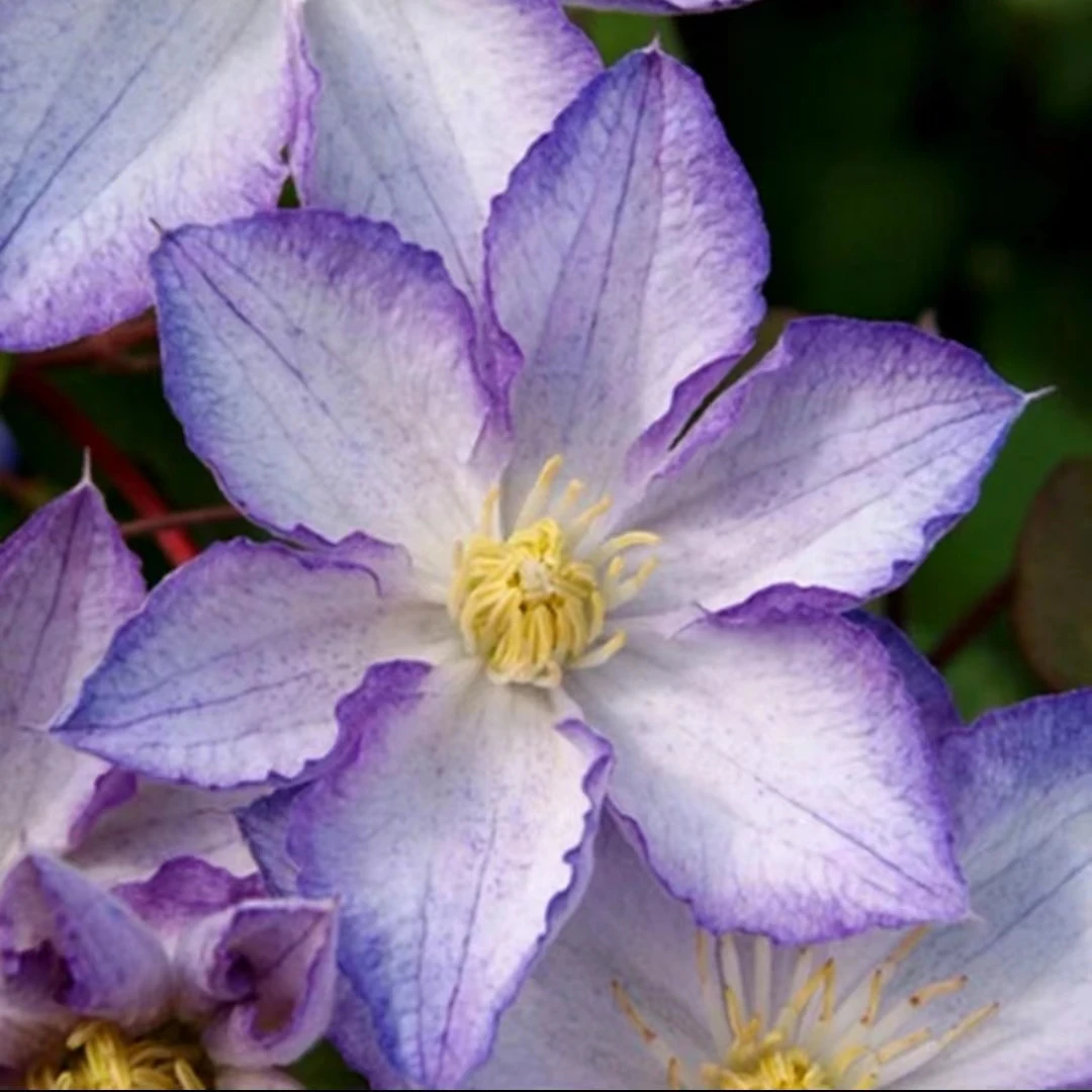 【幸运符】铁线莲重瓣爬藤花苗攀援庭院花卉盆栽地栽观花植物室内