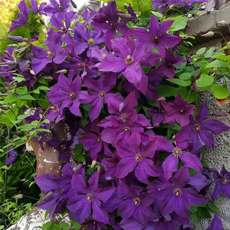 【波兰精神】铁线莲重瓣爬藤花苗攀援庭院花卉盆栽地栽观花植物室内