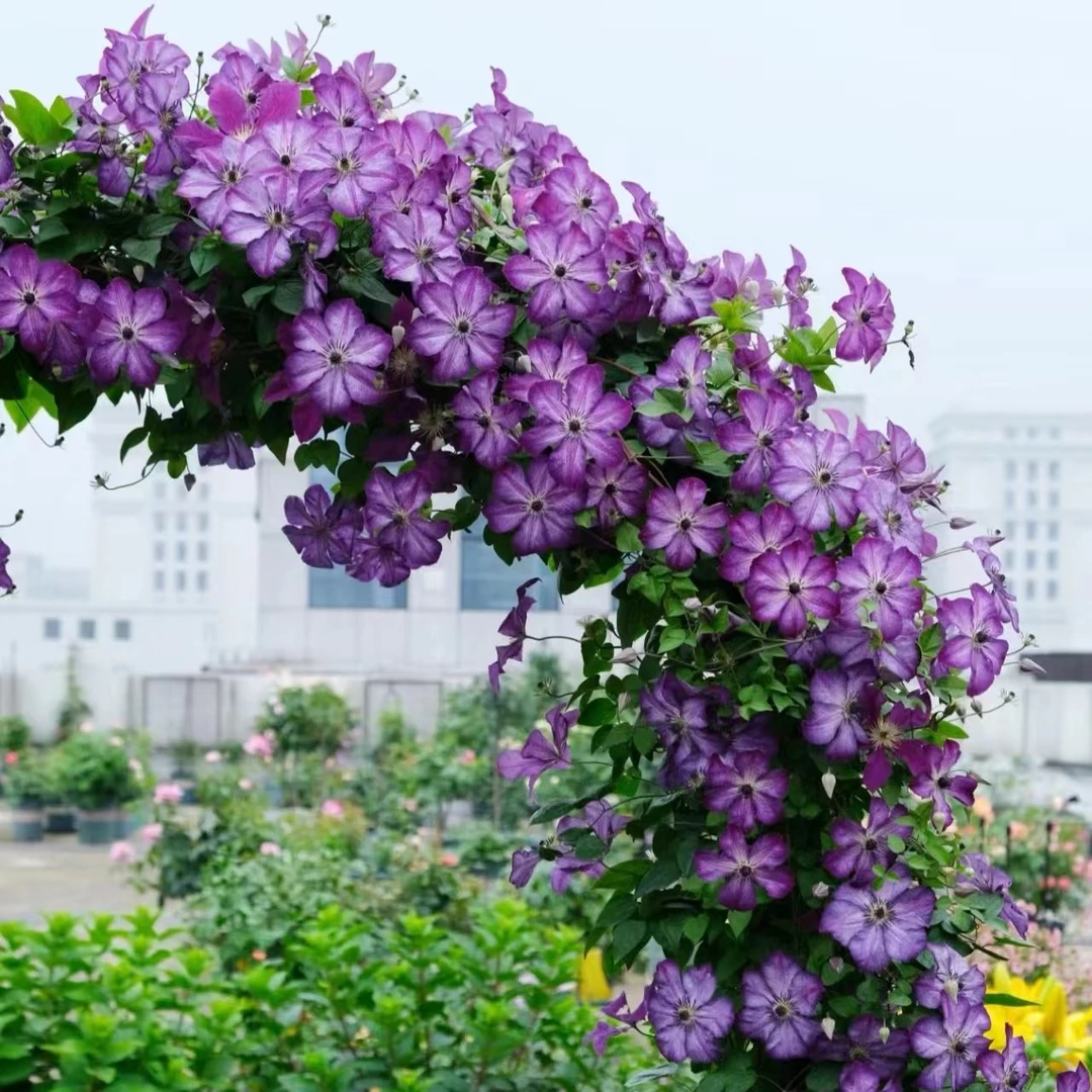 【超新星】铁线莲重瓣爬藤花苗攀援庭院花卉盆栽地栽观花植物室内