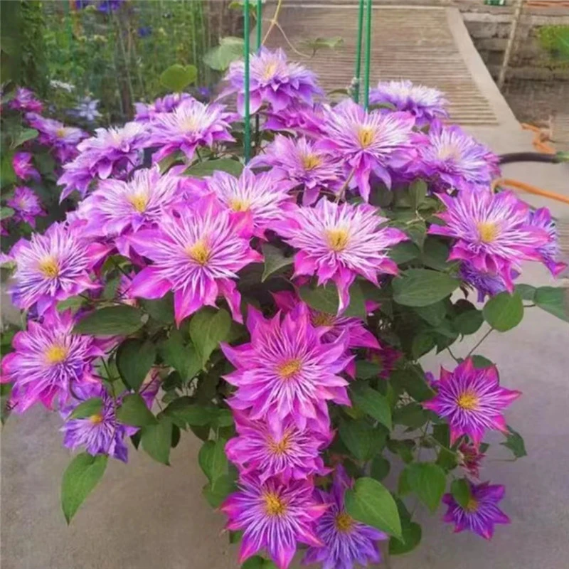 【水晶喷泉】铁线莲重瓣爬藤花苗攀援庭院花卉盆栽地栽观花植物室内