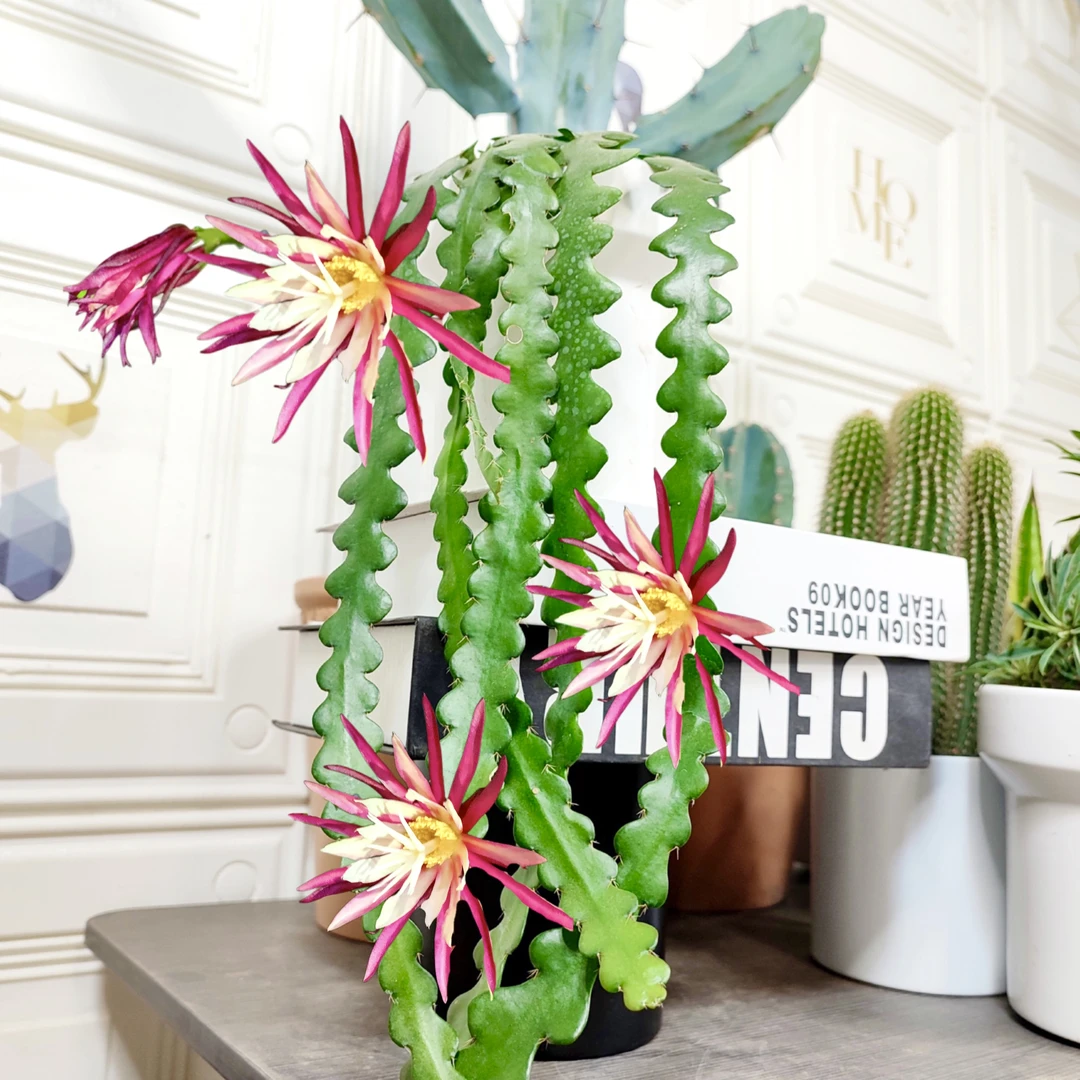 鱼骨令箭净化空气夏季紫色花室内绿植栽培简单种植开花裸根不带花