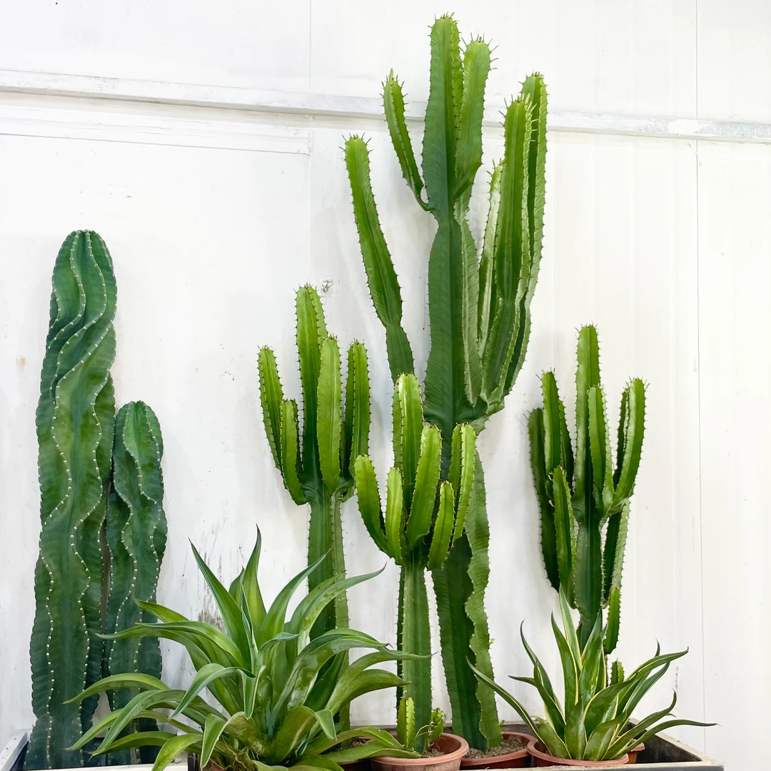 仙人掌植物仙人柱盆栽热带植物庭院景观小戟阁沙生植物仙人掌盆栽