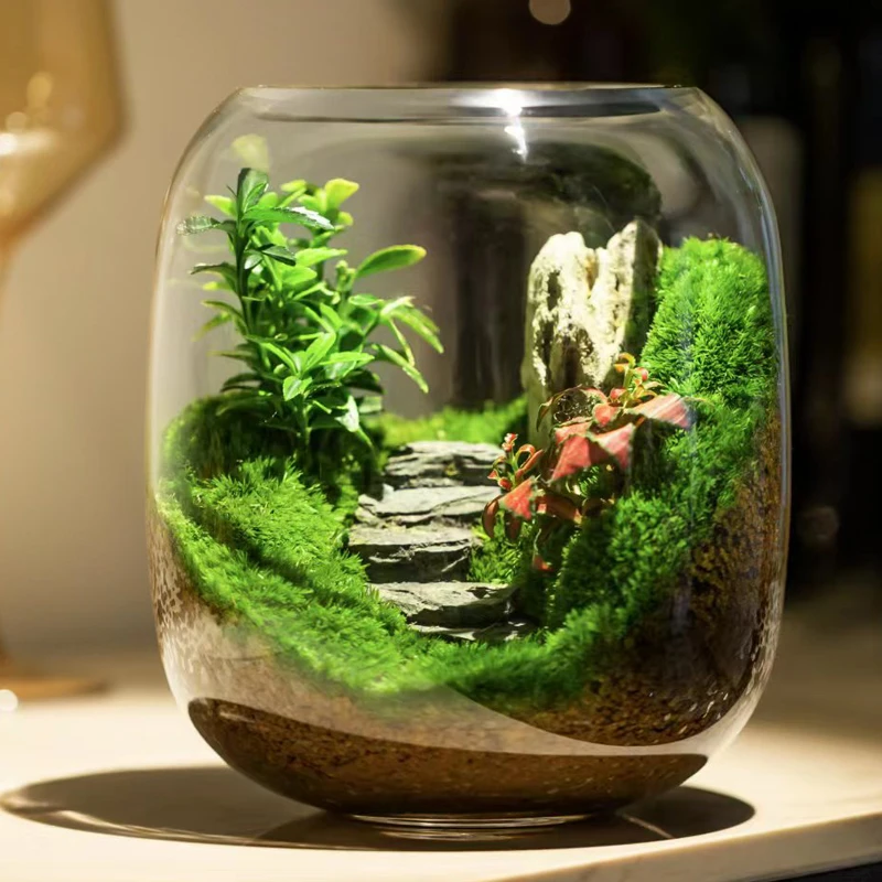 桌魂专属【步步高升】苔藓微景观创意桌面绿植办公室盆景成品礼物