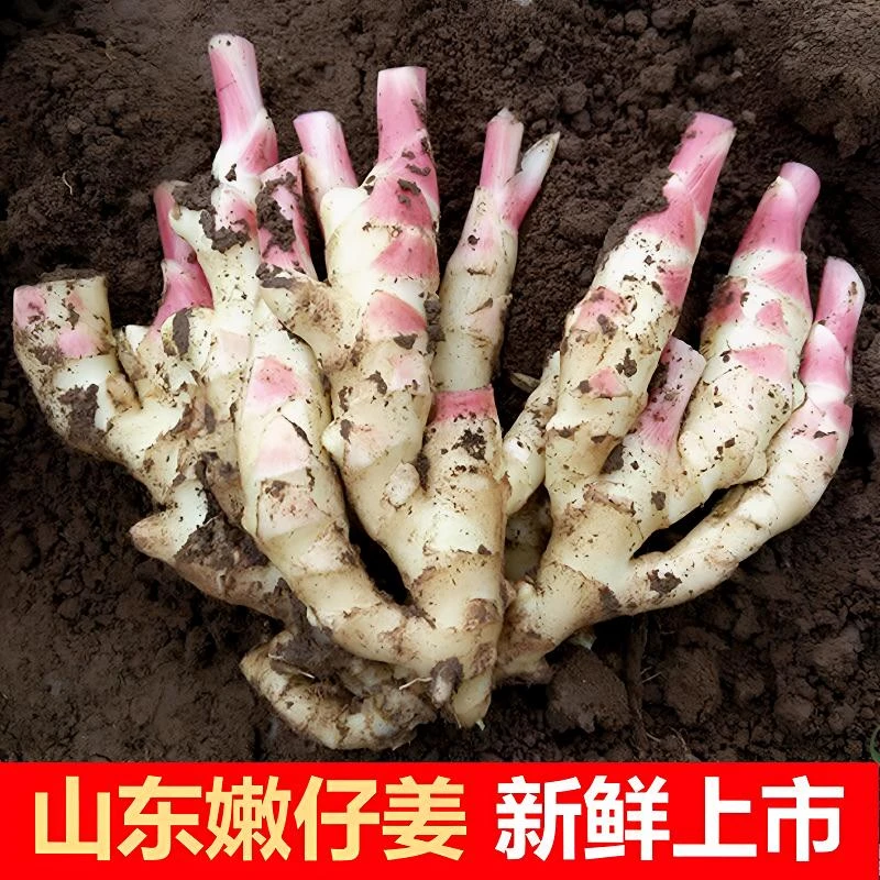【顺丰包邮】山东新鲜嫩姜生姜大仔姜子姜农家自种现挖红芽姜泡仔姜