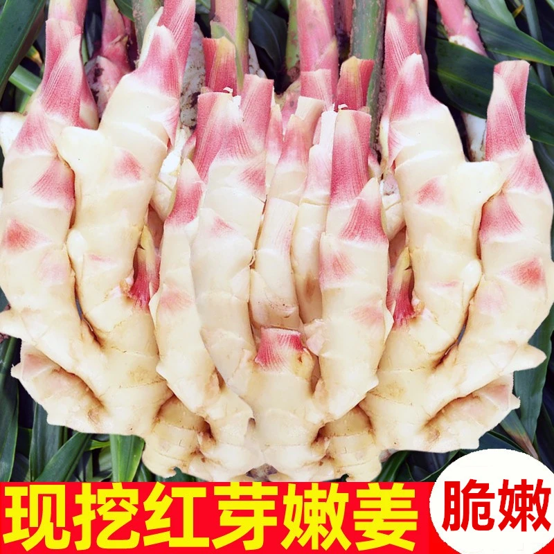 【红姐推荐】山东新鲜嫩姜生姜大仔姜子姜农家自种现挖带泥红芽泡姜