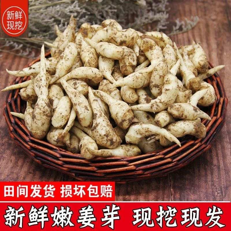 【顺丰包邮】山东新鲜嫩姜芽仔姜嫩子姜鲜姜农家自种姜芽现挖泡仔姜