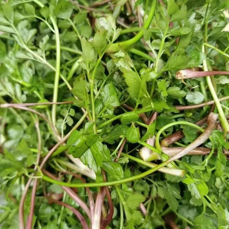 贵州野生芹菜酸菜芹水芹菜火锅芹菜1斤4斤