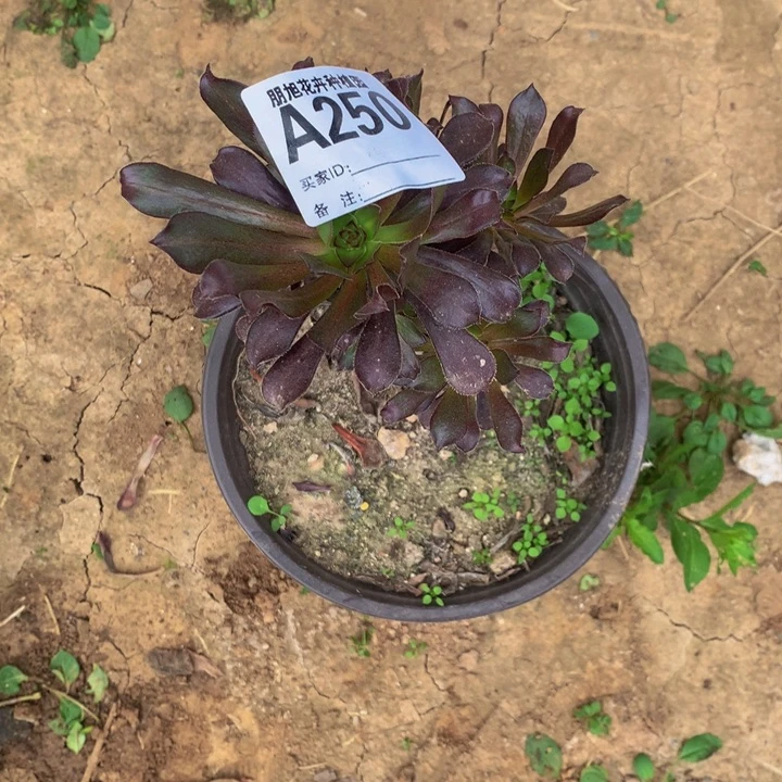 翥*250黑法一颗老庄