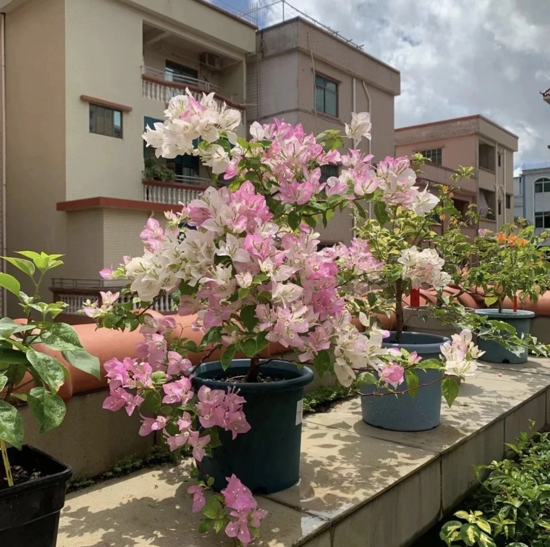 【口红】三角梅开花似天使的吻勤花四季开花