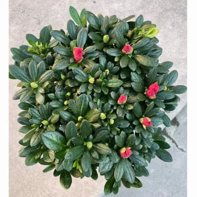 中国红杜鹃花盆栽绿植