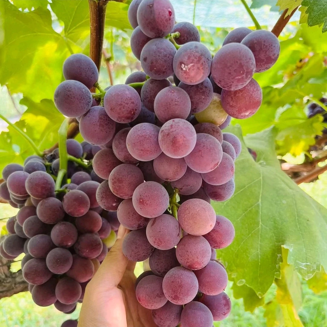 正宗浦江葡萄当季新鲜好吃浦江葡萄整串现摘顺丰快递发货包售后