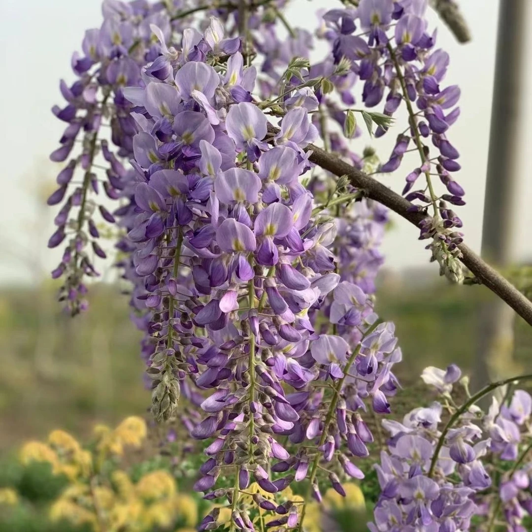 花树苗植物庭院四季围墙开花阳台盆栽红花花卉萝耐寒紫藤落地鲜活