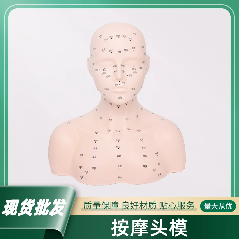 皮肤管理头模美容头模带肩美容院洗脸面部按摩头雕刻穴位模型带身