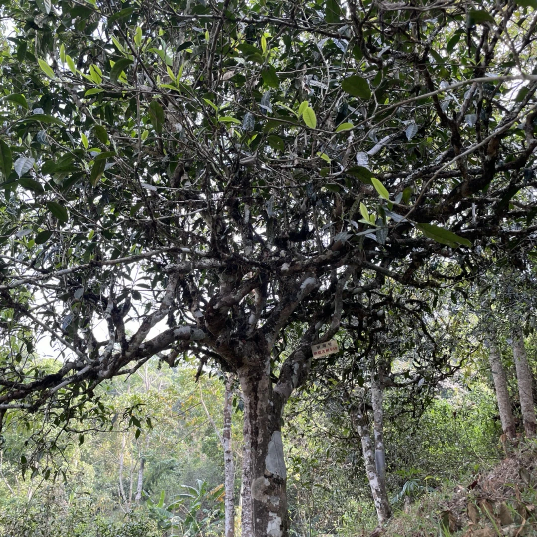 甲润号单株守护者计划-古树单株（普洱生茶）