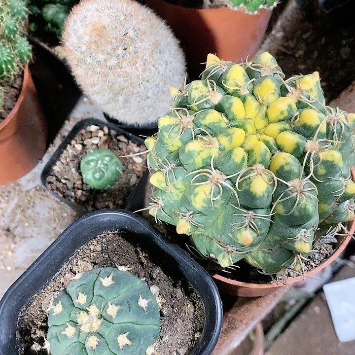 仙人球多肉植物链接