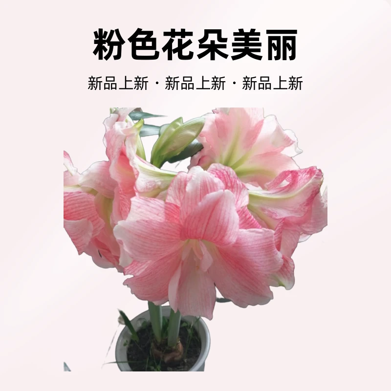 朱顶红蒂卡荣耀切球苗尺寸2厘米（两棵）