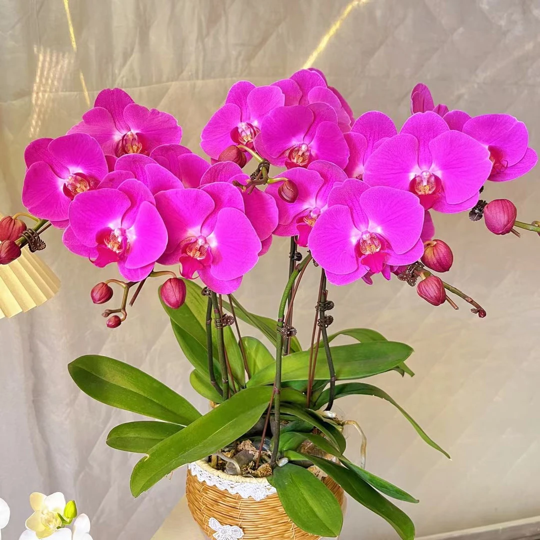 蝴蝶兰【西诺红】年宵花 红色系 室内鲜花 年肖花 送朋友乔迁