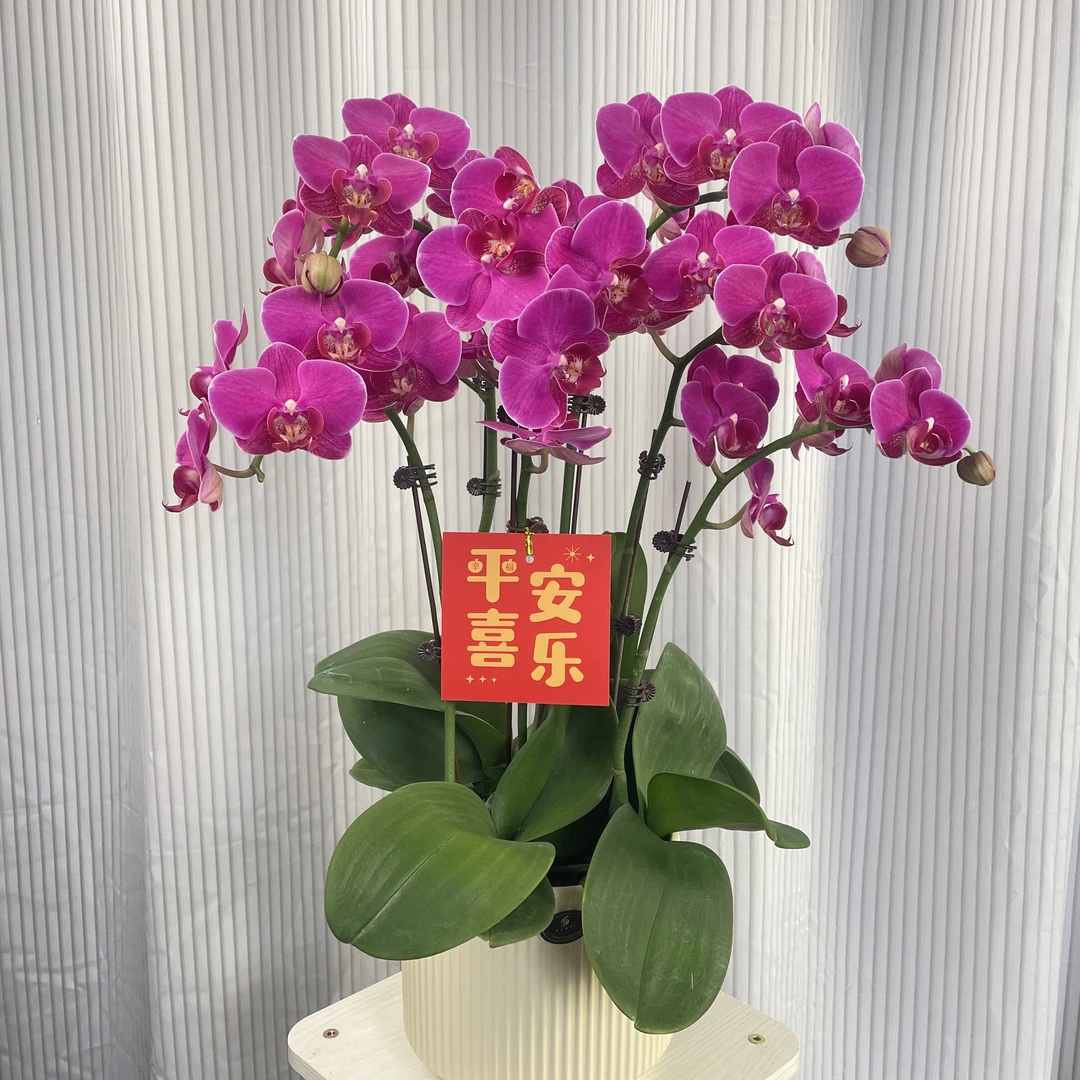 蝴蝶兰【红豆杉】 稀有色系  鲜花送朋友 高端花卉 送长辈送礼
