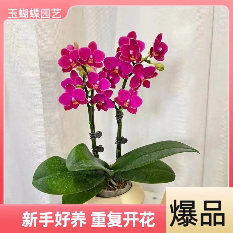 蝴蝶兰【满堂红】 花期长  室内送礼花 送礼朋友乔迁  基地直发
