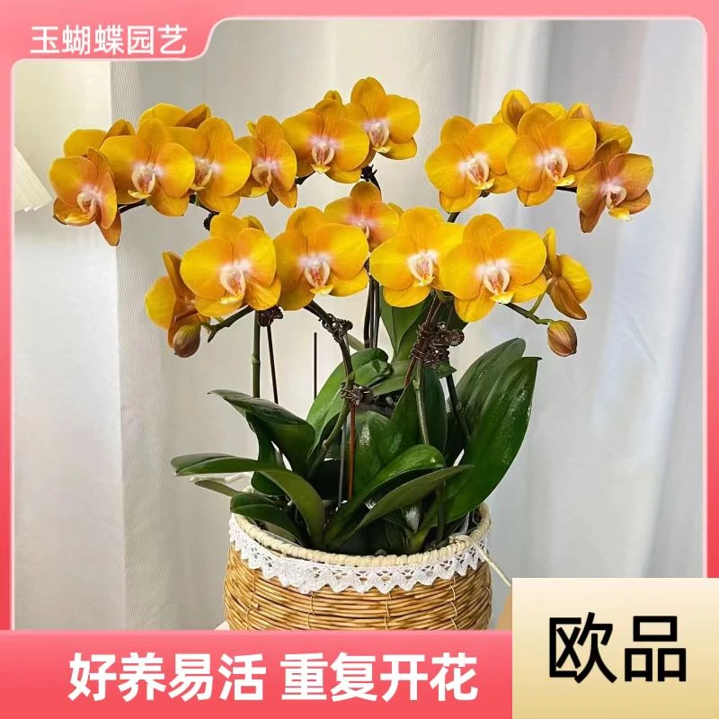 蝴蝶兰《拉斯维加斯》好养耐养苗情优质叶片碧绿  基地直发送礼乔迁
