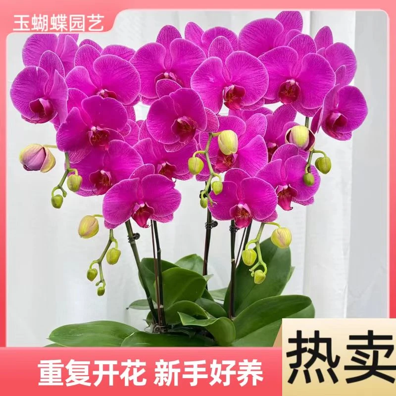 蝴蝶兰【恭喜发财】年宵花  红色系 室内鲜花 年肖花 送朋友乔迁