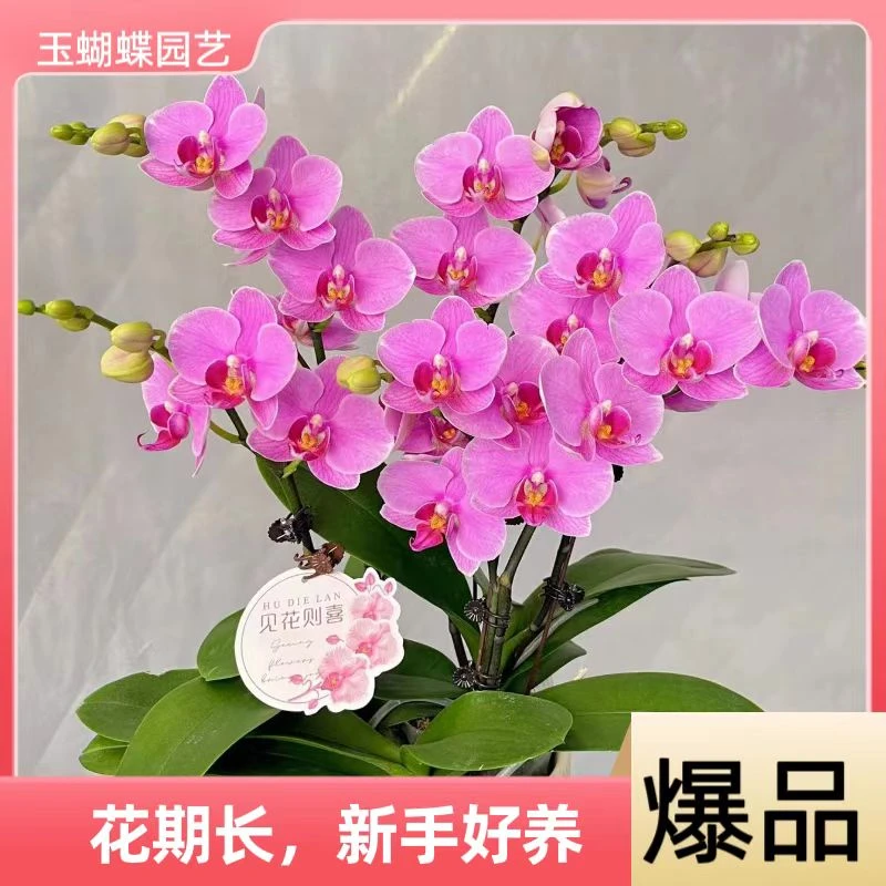 蝴蝶兰《路德曼》好养耐养苗情优质叶片碧绿  基地直发  送礼乔迁