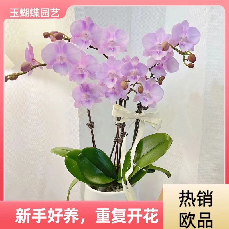 蝴蝶兰《神仙姐姐》好养耐养苗情优质叶片碧绿 基地直发 重复开花