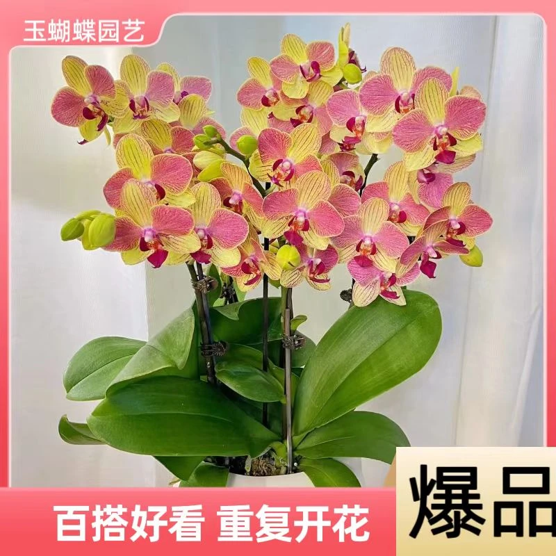 蝴蝶兰【三色鸟】稀有色系室内高端花卉带花带花苞基地直发