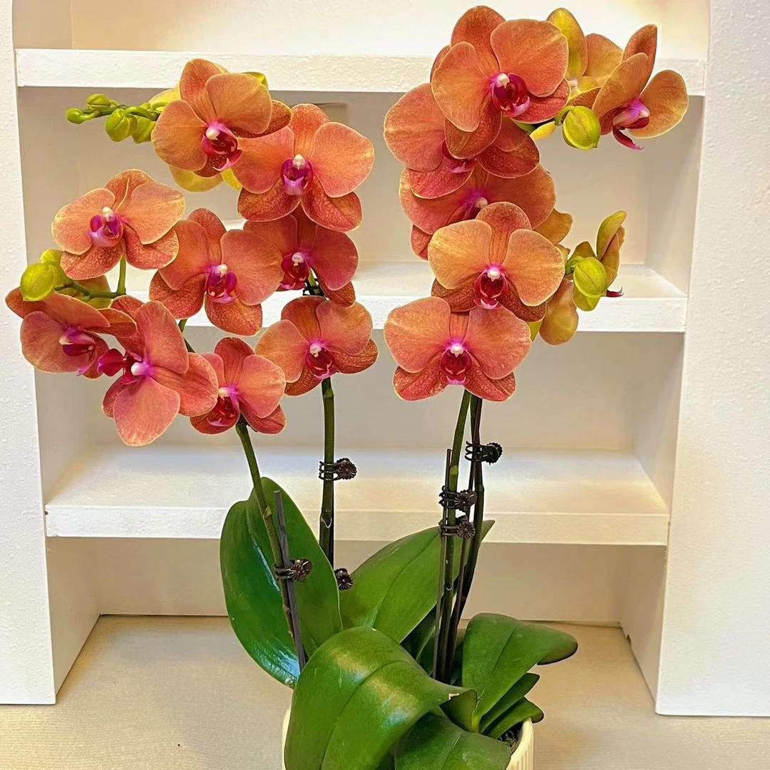 蝴蝶兰【椪柑】稀有爱马仕橙色系 欧品花 送礼乔迁 新手小白好养