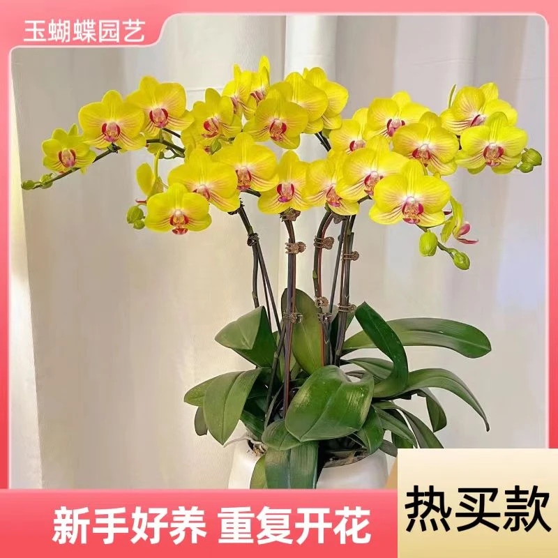 蝴蝶兰《金公主》经典黄色 高端花卉 摆客厅餐厅办公室 送礼乔迁