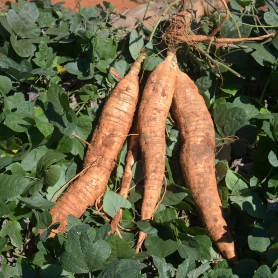 【纯野山药葛根粉灵芝】山村夫人推荐纯手工2500克农产品