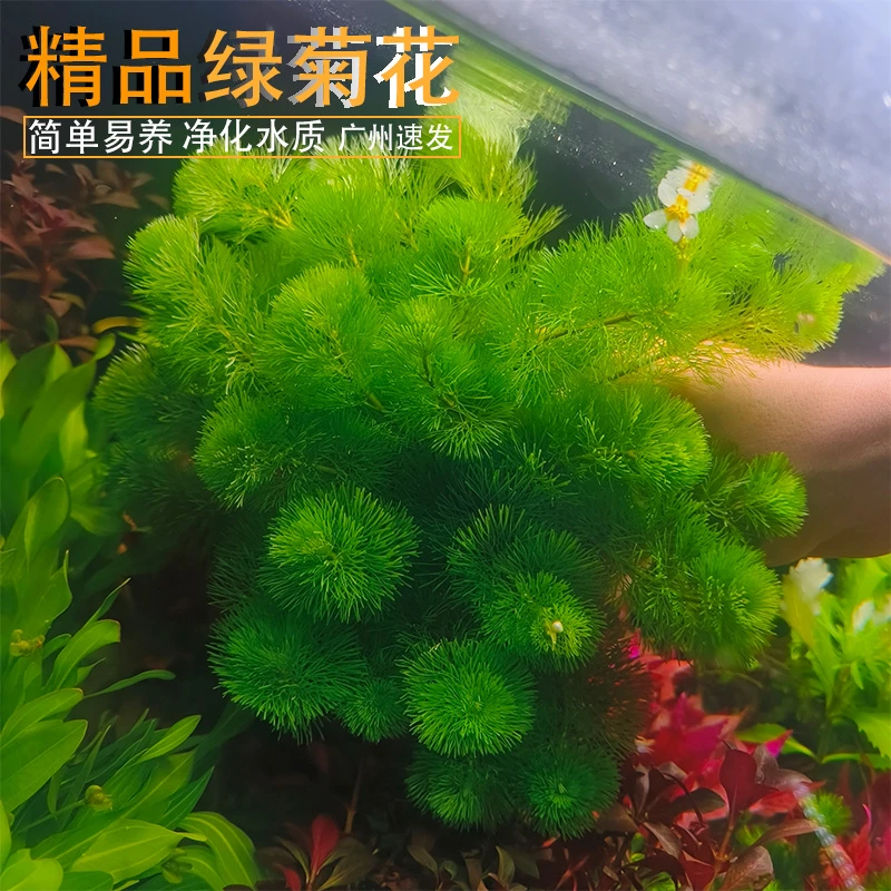 绿菊红菊水草鱼缸造景水草净化水质造氧懒人冒泡阴性无毒易活无害