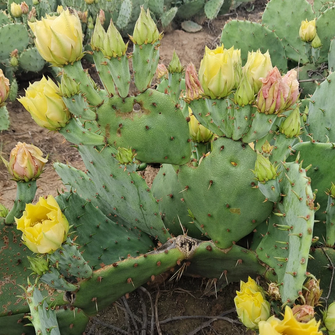 虎头团扇仙人掌耐干耐寒易成活