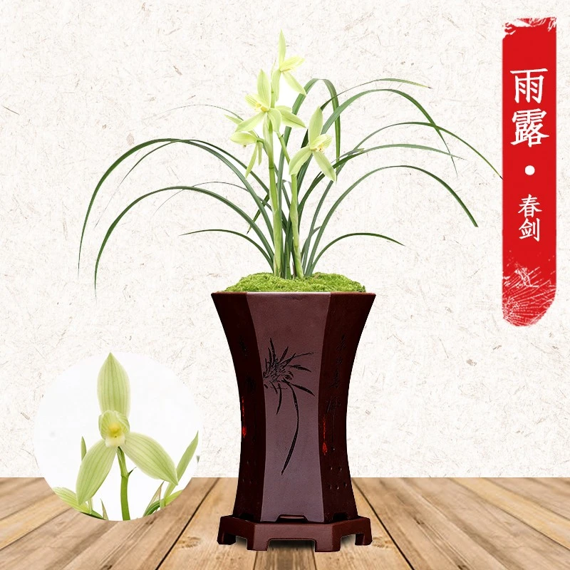 兰花缘-春剑雨露